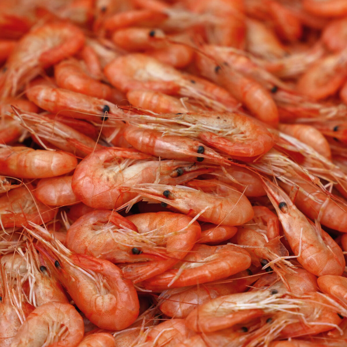 fisk-skaldyr-koedkrogen-dk